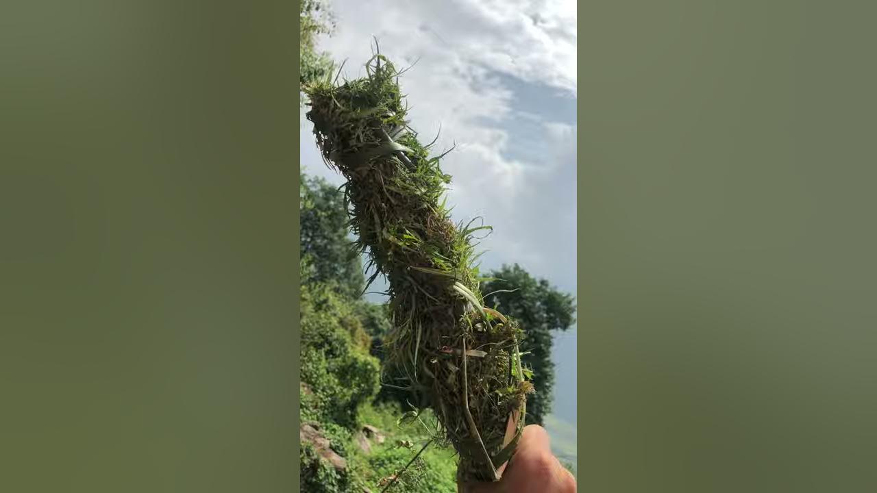 The wild marijuana, in high altitude