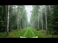 🌲 2 Hours Deep Forest Ambience for ADHD | Hyper-Focus Study &amp; Deep Work Music ✨