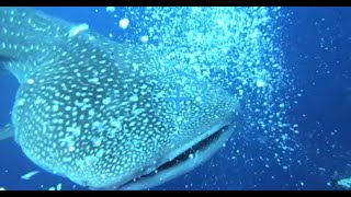COME DIVE WITH ME IN THE PHILIPPINES. 117 minutes  UNDERWATER RELAXATION VIDEO