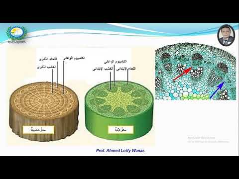 نبات شكل ظاهرى وتشريح المحاضرة العاشرة الجزء الأول نسيج البريديرم