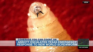 Gov. Abbott escalates Texas emergency response after more cases of New World Screwworm confirmed