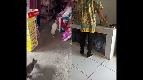 Watch the video about Animals food war #funny #cat #animals #cute #pets #catfight #catvideos #foodwar