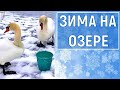 Белые лебеди, коты и утки. Зима на озере