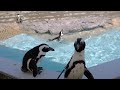 ペンギンを眺めるだけの動画 (Video of just watching penguins.)