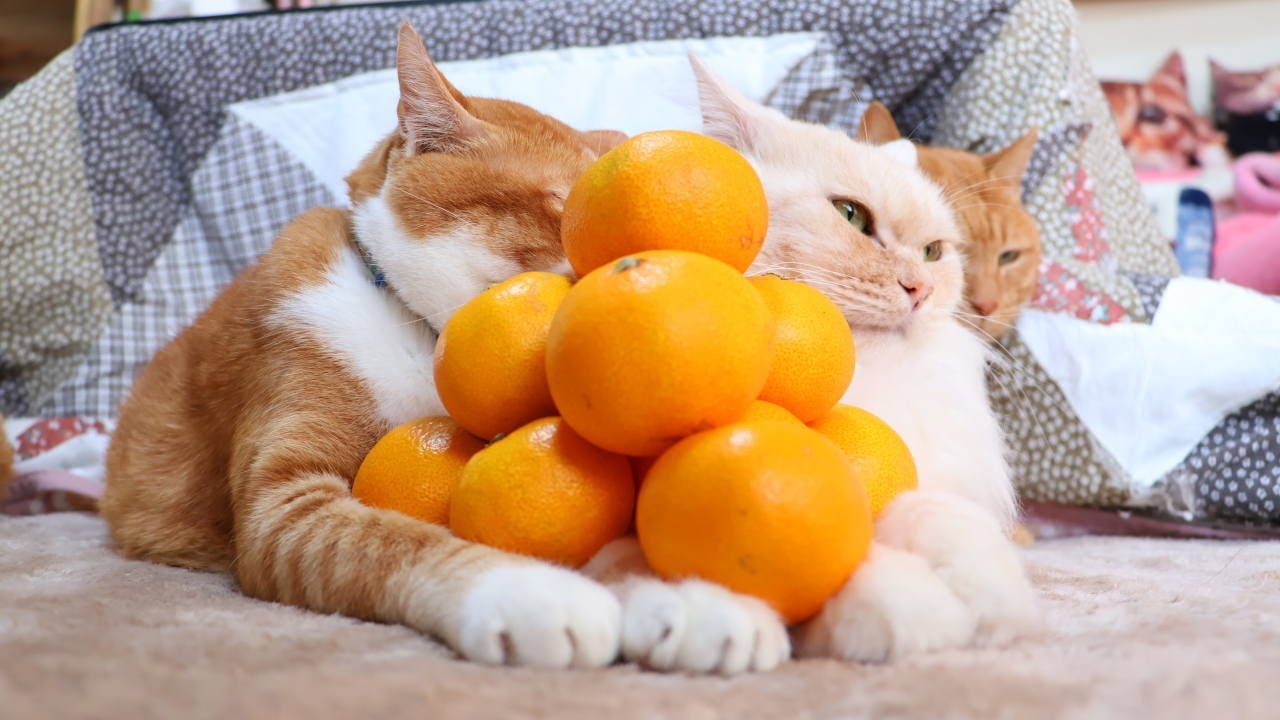 みかんピラミッド のせ猫 260103 - YouTube