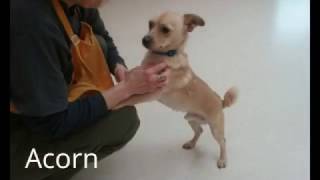 Meet Acorn #191931 - new!