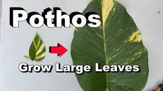 How to Root Pothos for Large Leaf Growth