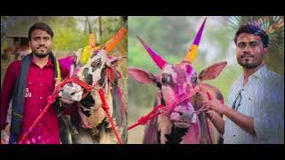 लाडू  बैल टॉप मध्ये पळतो ( बैलगाडा शर्यत song  2025