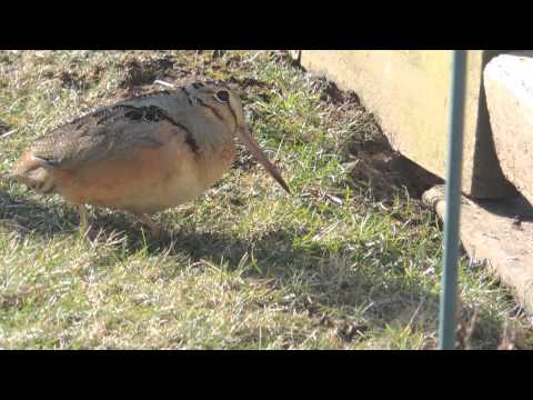 American Woodcock rocking along in Backyard