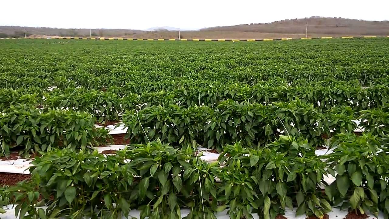 Bell Pepper Field Mazatlan MX, Apr/2015 YouTube