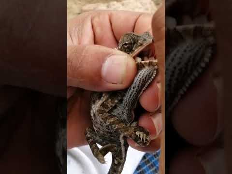 شرح طريقه تأكيل الحرباء و ماذا تاكل 