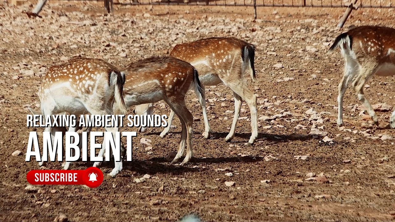 Rêverie au Jardin des Pamplemousses — Relaxing Ambient Soundscape for Meditation and Sleep