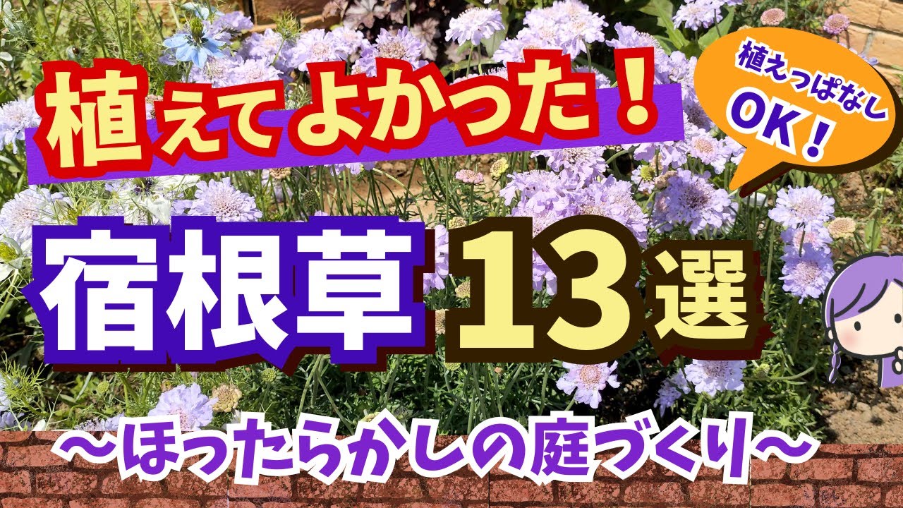 【ガーデニング】秋植えにおすすめ！植えてよかった宿根草13選の紹介！ほったらかしの庭作りでらくに楽しむ！植えっぱなしOK！暑さに強くて花期が長い！gardening
