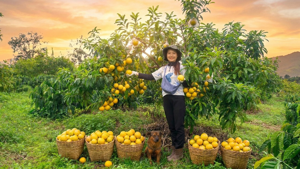 Harvest Golden Star Apples To Sell At The Market – Life On The Farm: Garden, Animal Care