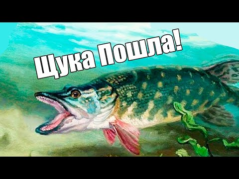 Что такое "выход щуки" и когда этого ждать?