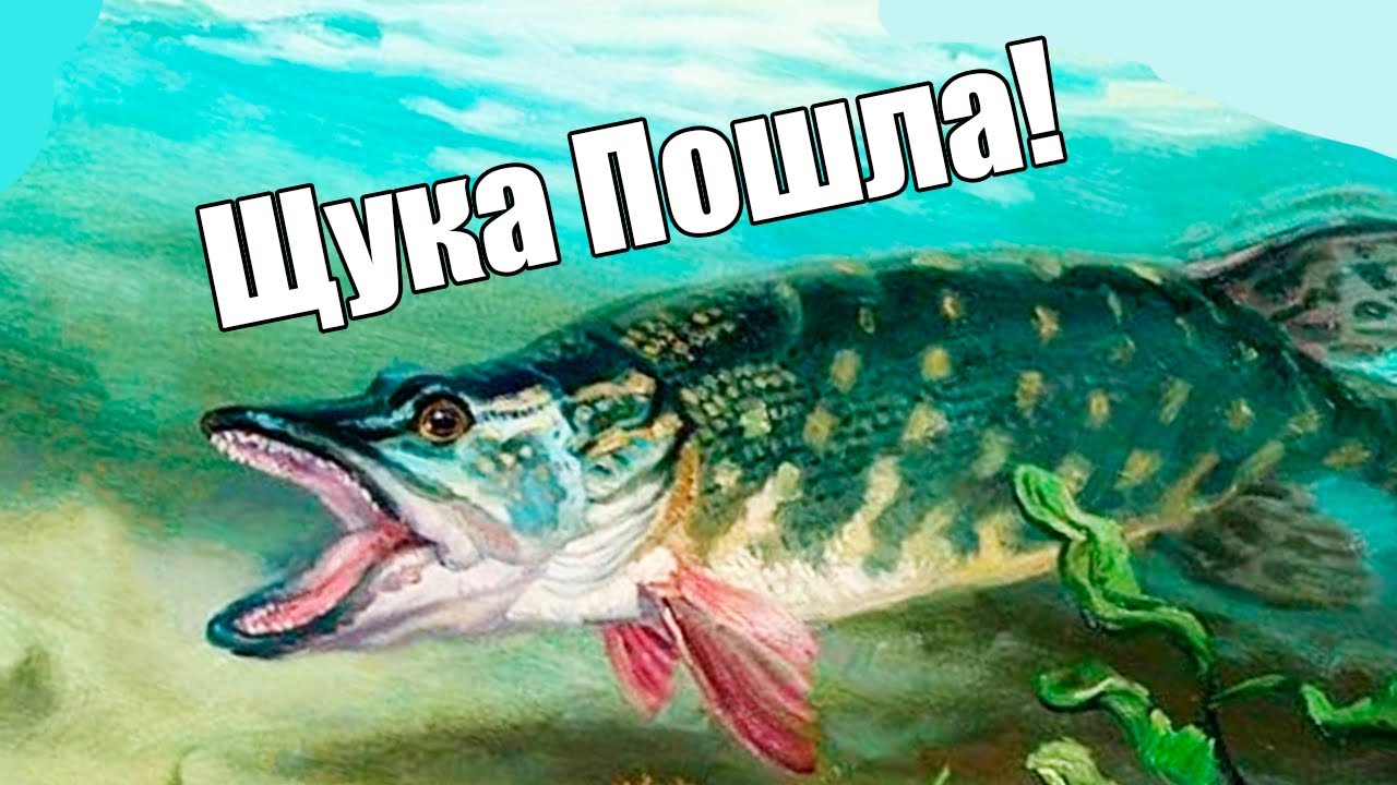 Щука. Щука на охоте. Рыба ждет. Когда у щуки выход. Песня щука