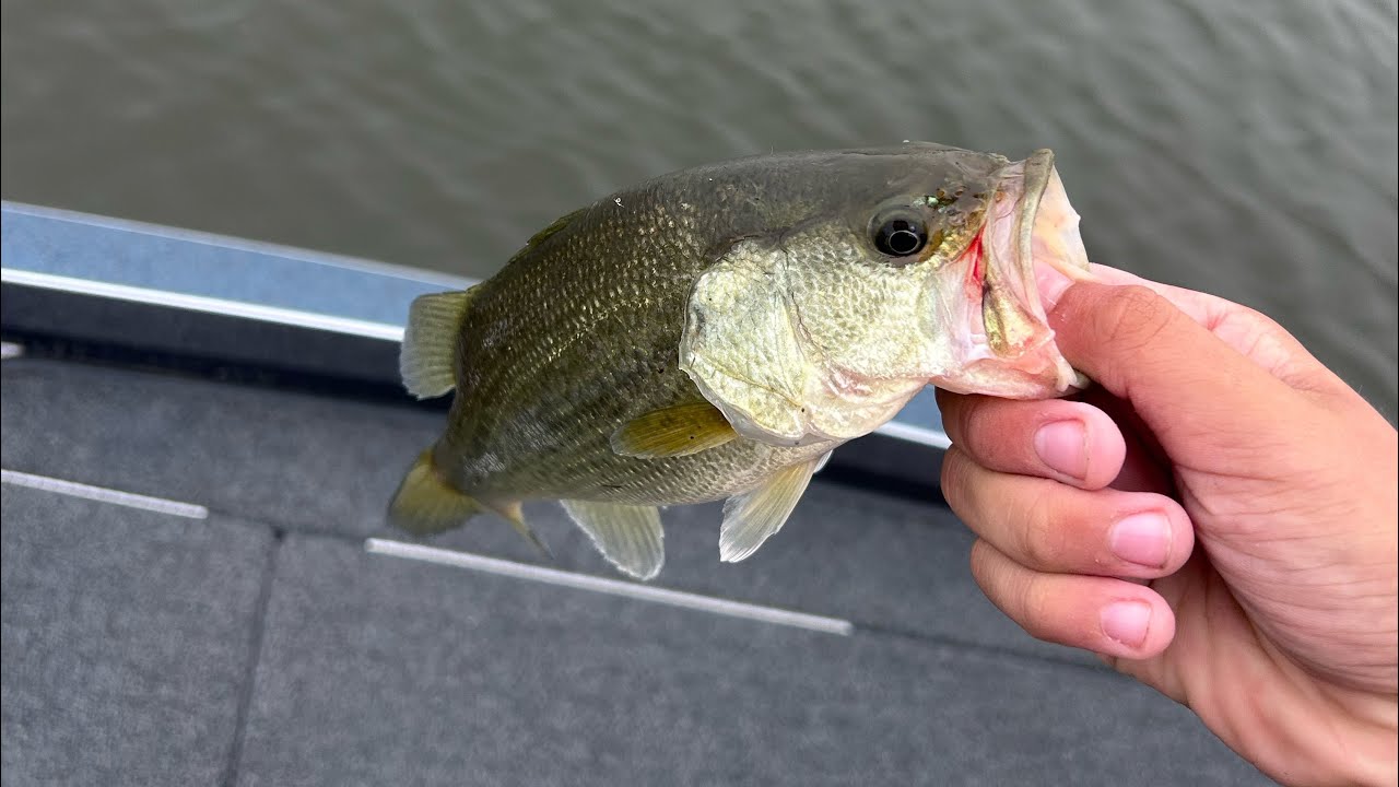 100FSh1nCooler Bass fishing on Mississippi River.”Half way Is