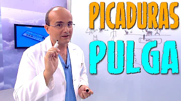 ¿Puede enfermar si le pican las pulgas?