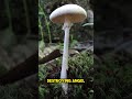 5 Most Poisonous Mushrooms