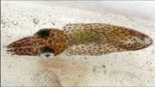 Facts: The Northern Pygmy Squid by Deep Marine Scenes 1,533 views 1 month ago 2 minutes, 51 seconds