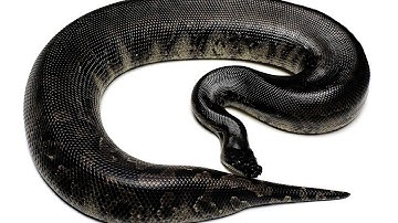 Sumatran Short Tailed Python