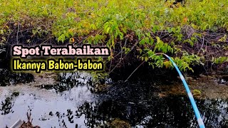 Download Lagu Siapa Sangka ‼️ Parit Rawa yang Terabaikan Ikannya Babon-babon || Mancing Liar MP3 Download Lagu Siapa Sangka ‼️ Parit Rawa yang Terabaikan Ikannya Babon-babon || Mancing Liar MP3