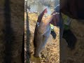 @PondHopperBaits #bassfishing #fishing #fish #sportfishing #instagram #bass #fishspecies #bassfish