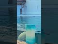 真っ白な天使！シロイルカの優雅さに心奪われる瞬間