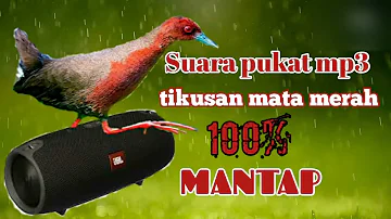 suara burung tikusan mata merah untuk pikat.