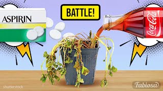 Plant hacks that can actually save your plants