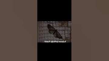 من عمل سيئة فَلَا يُجْزَى إِلَّا مِثْلَهَا||تلاوة خاشعة بصوت الشيخ رعد الكردي 🌿💗