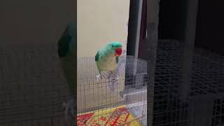 talking parrots..#youtubeshorts #parrot #viral #birds #funny #talkingparrot #shorts #shortvideo #yt