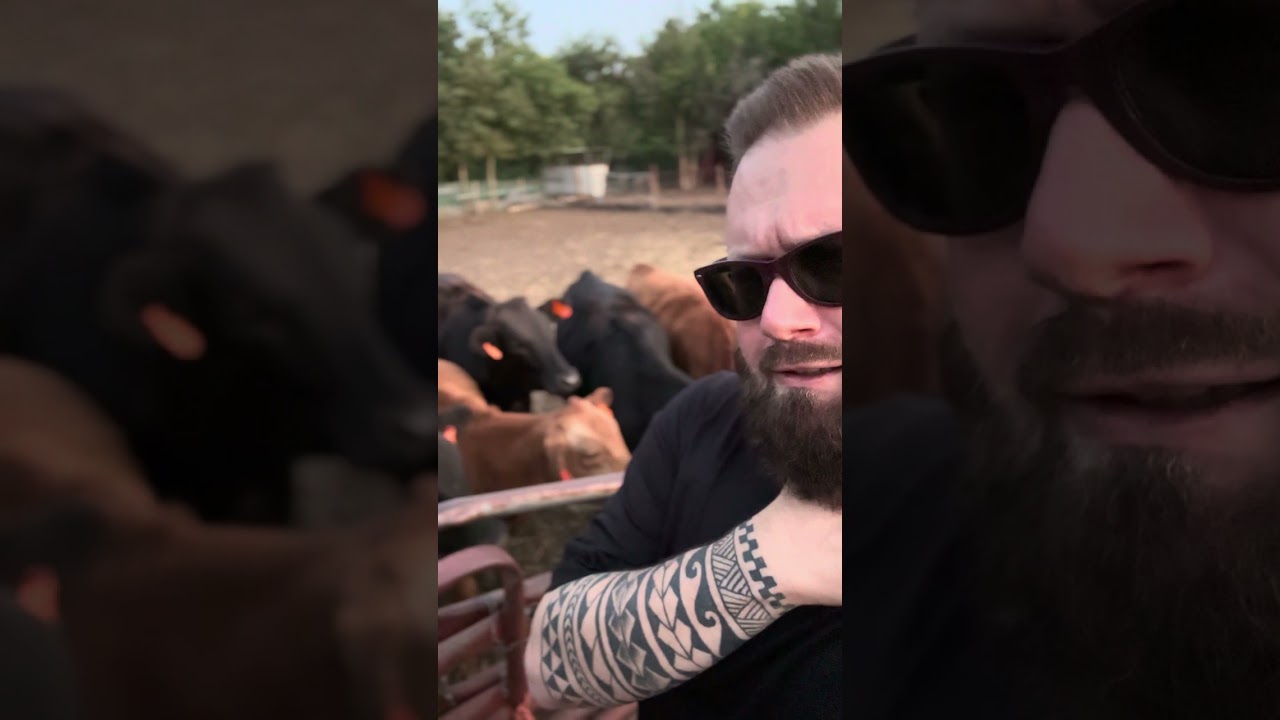 The Whole Herd Came Over to Investigate 🐄 | Life of RAZ