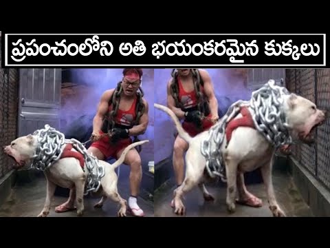 ప్రపంచంలోని అతి భయంకరమైన కుక్కలు | Most dangerous dog breed in the world | Bright Telugu