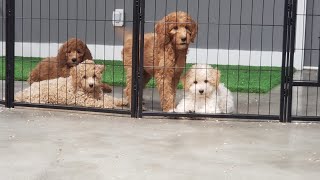 Cute Puppies Playing (Available for Sale fully obedience trained) by Richard Heinz 619 views 10 months ago 1 minute