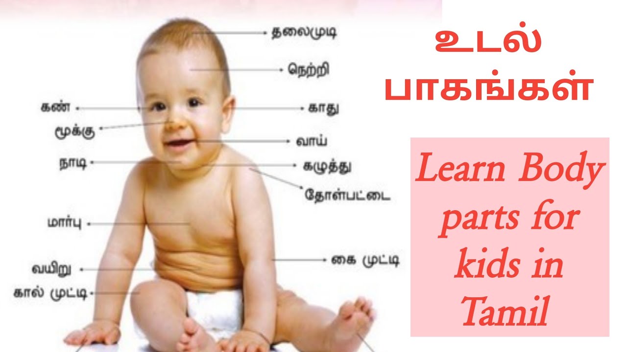 Body Parts In Tamil For Kids - When students study the topic body parts