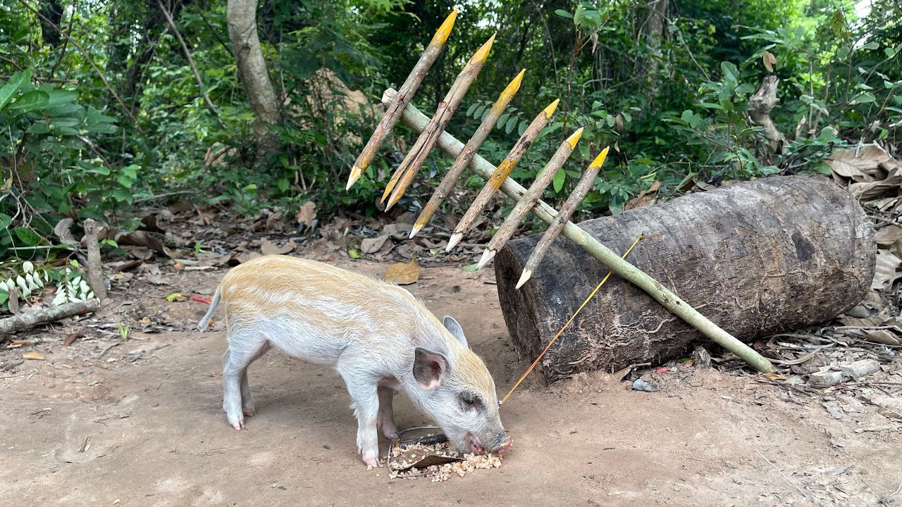 Creative Unique Wild Pig Trap Using Sharp wood & Rubber - Best Wild Pig Trap 