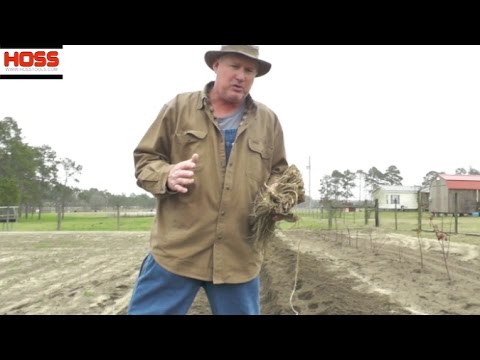 Video: Lær hvordan du lager en aspargesseng
