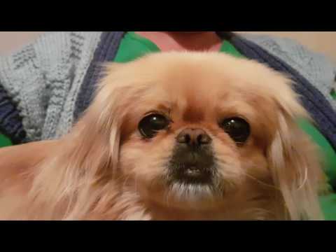 Video: Pasmina Samojedskih Pasa Najviše Laje, Prema Podacima Kompanije Dog Camera