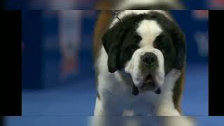 National Dog Show 2021 NDS: SAINT BERNARD || SAINT BERANARD || #saint # bernard #dog #pets Bernard