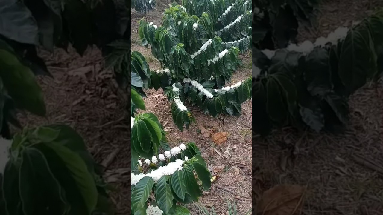 Kapan tanaman kopi mulai berbunga