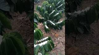 When Do Coffee Plants Start To Flower