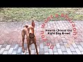 Should You Get A Pharaoh Hound? | How to Choose the Right Dog Breed | Which breed will suit you?
