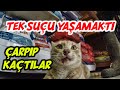 Arabanın altında kalıp ölüme terk edilen zavallı kedi