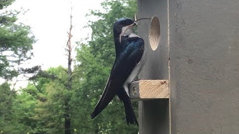 Tree Swallows building a nest