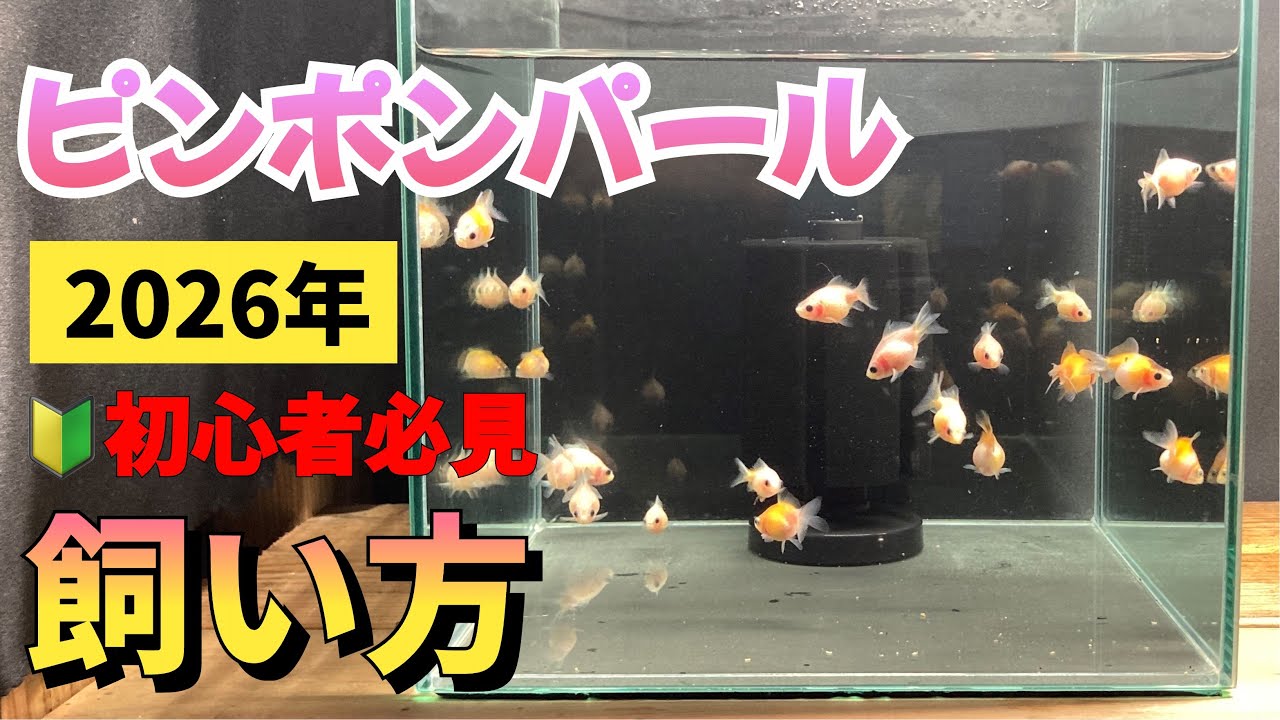 ピンポンパール　１匹 Amazon | （国産金魚）ピンポンパール(尾にクセ有） 1匹 2才魚 サイズ
