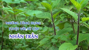 Dược liệu nhiệt đới | Cây nhân trần | Cây nhân trần và những công dụng hữu ích