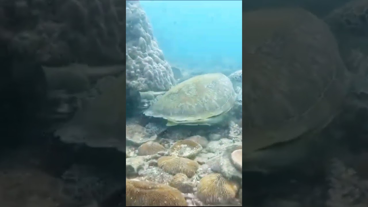 Baby turtle chilling Boracay island Philippines 🇵🇭 
