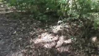 В лесу мы были очень жестко😅#orienteering #ориентирование
