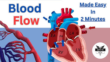 Blood Flow Through the Heart Made Easy in 2 Minutes
